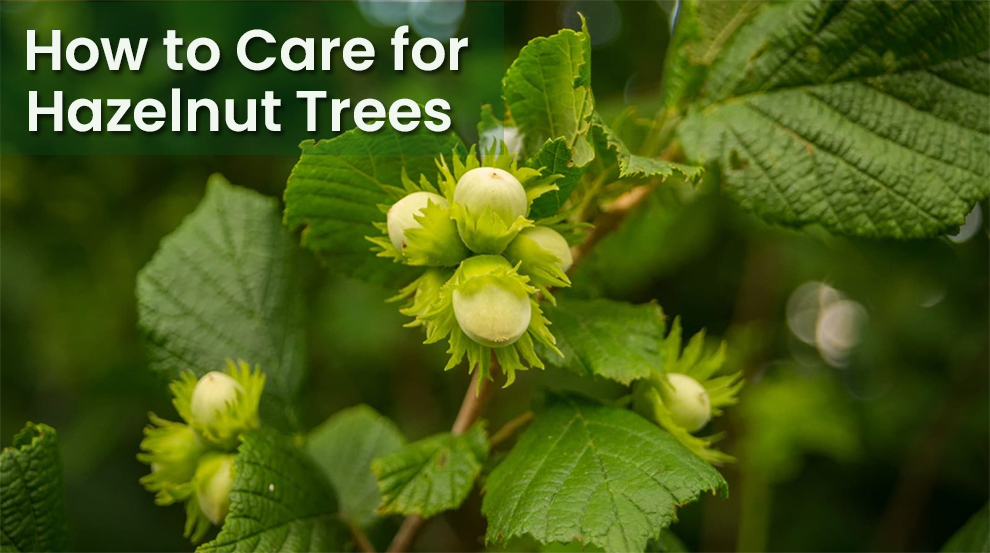 How to Care for Hazelnut Trees 
