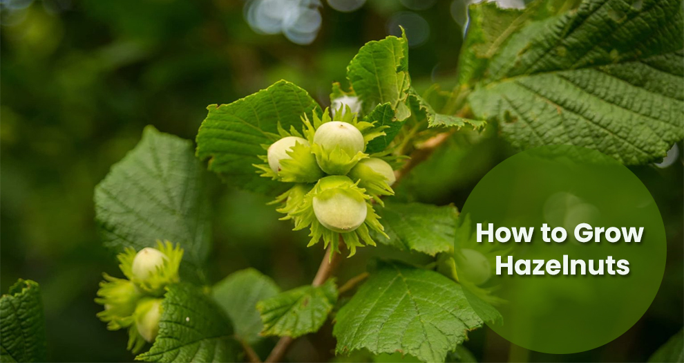 How to Grow Hazelnuts