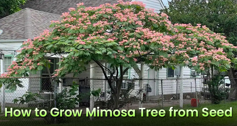  How to Grow Mimosa Tree From Seed