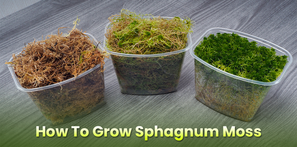  How To Grow Sphagnum Moss 