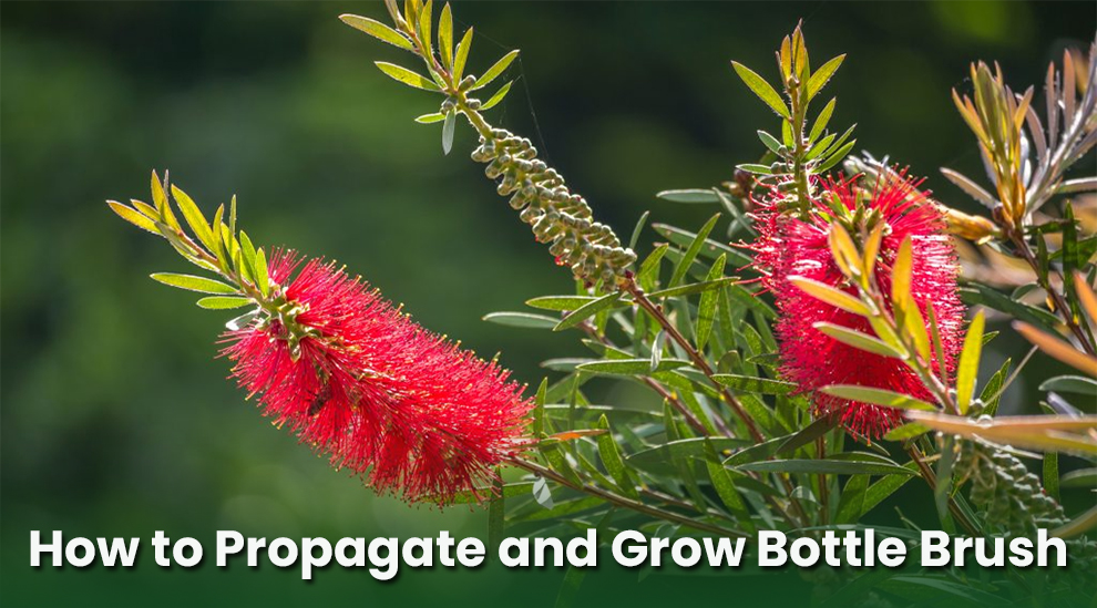 How to Propagate and Grow Bottle Brush