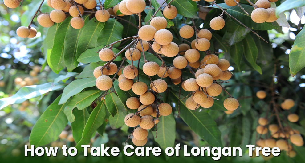 How to Take Care of Longan Tree