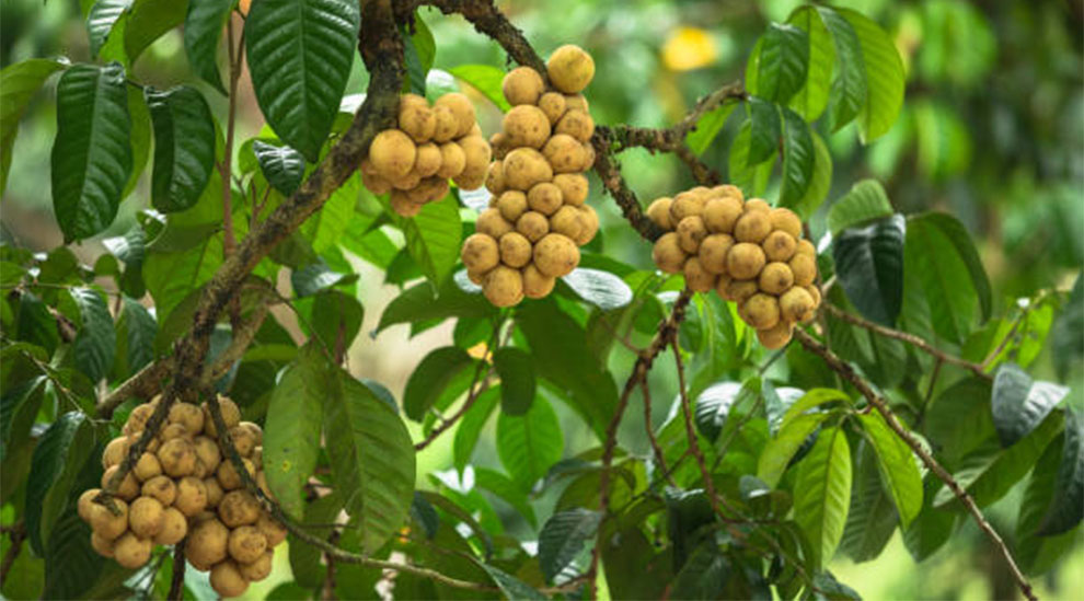 Ideal Conditions for Longan Trees