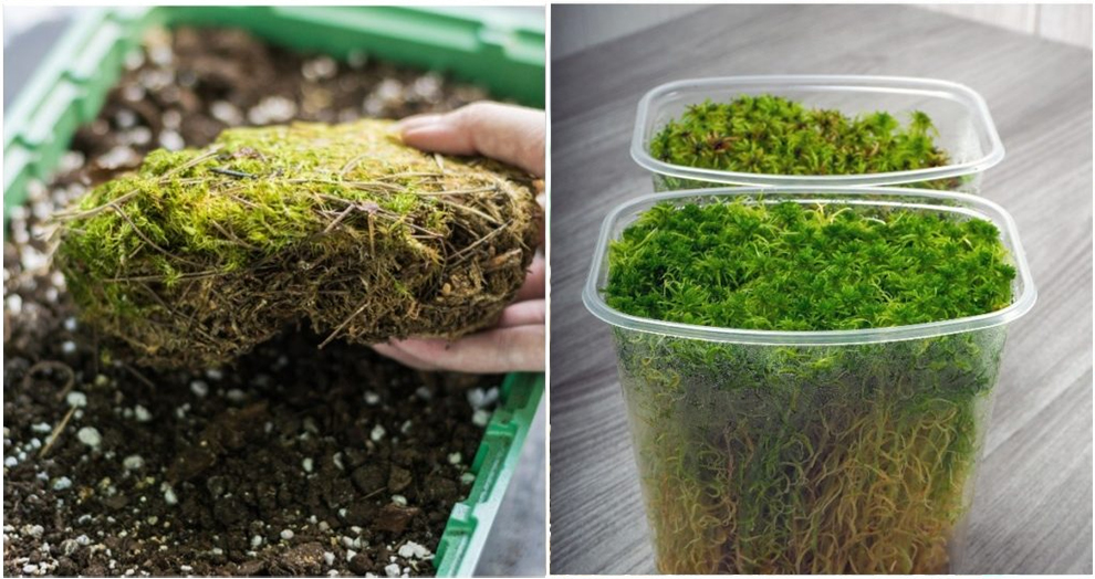 Ideal Growing Conditions For Sphagnum Moss