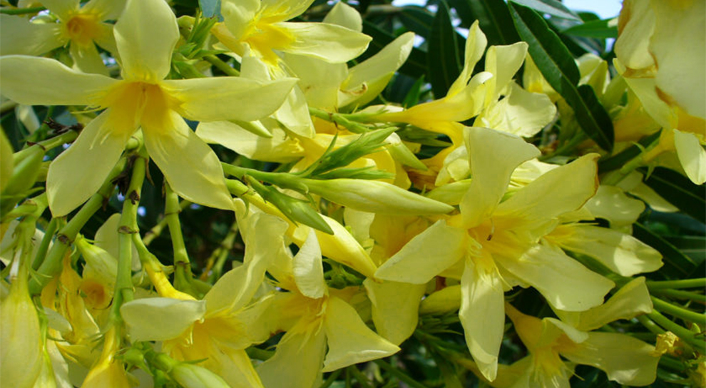 Isle of Capri Oleander
