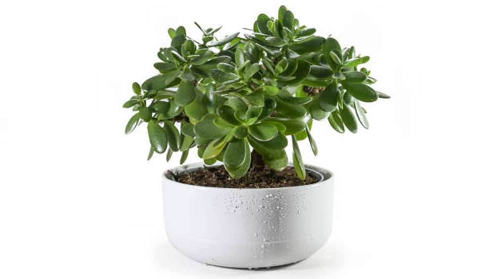 Jade Plant Live