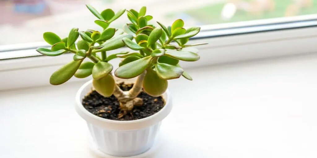 Giveaway Signs That Your Jade Plant Needs Fertilizers