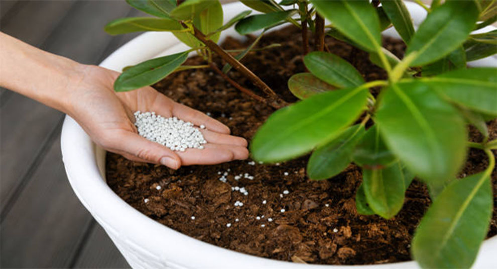 Jade Plant Fertilizer Ratio
