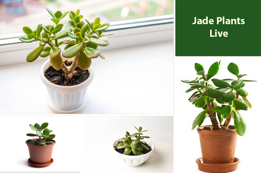 Jade Plants Live