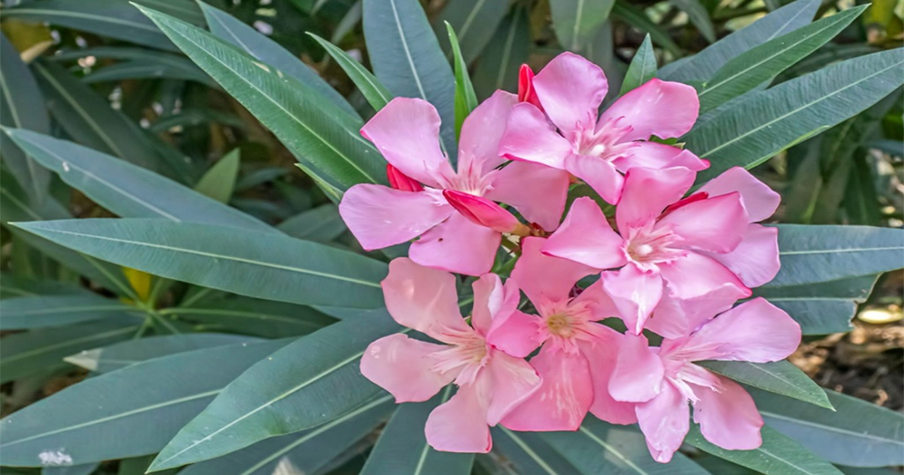 Keep Oleanders Over the Winter
