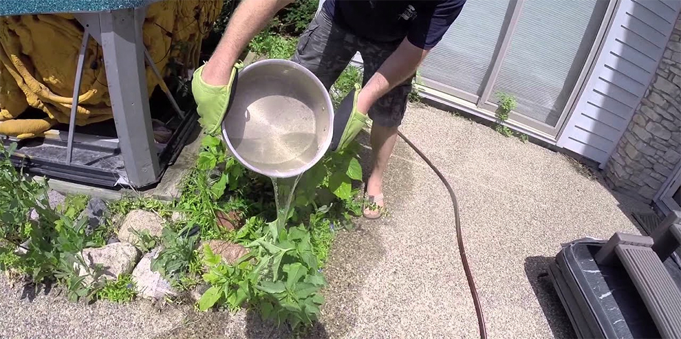 killing dandelions with boiling water possible