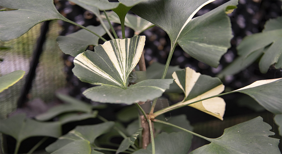 Lacy Ginkgo Tree