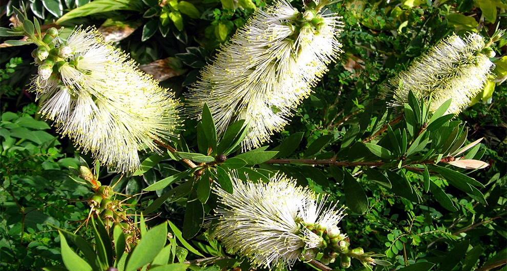 Lemon Bottle Brush