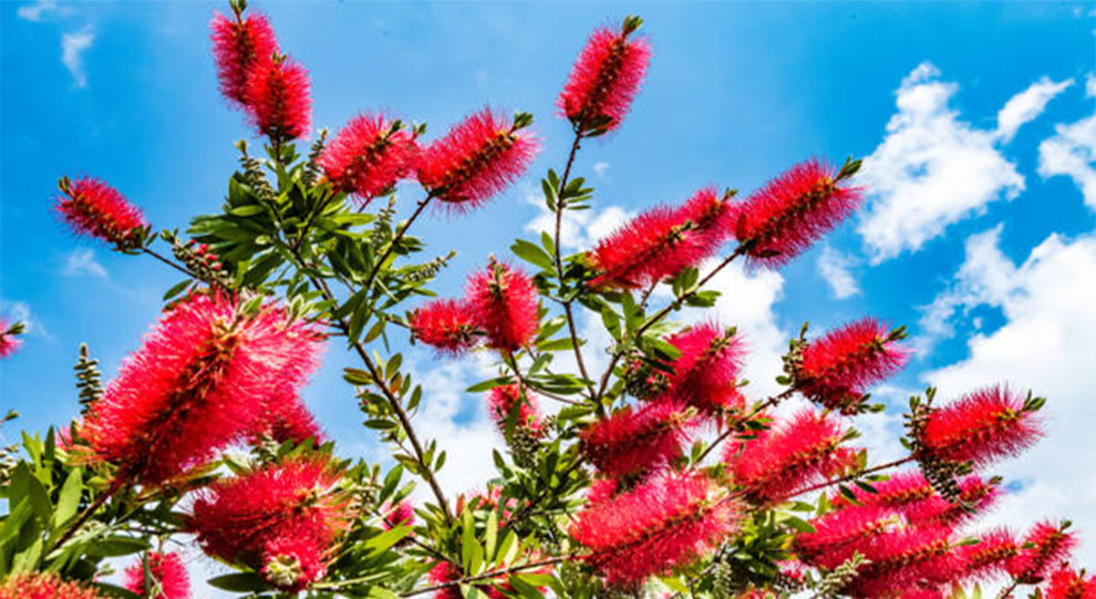 Location – Plant Bottle Brush