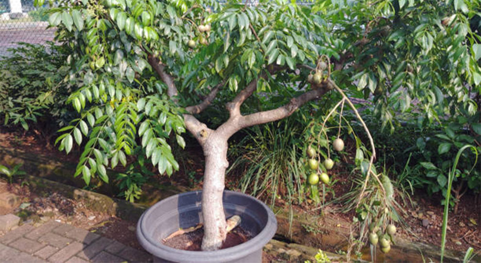 Longan Trees Grow in Pots