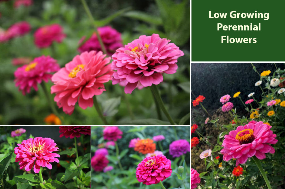 Low Growing Perennial Flowers