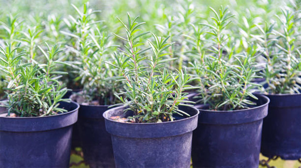 Low-Growing Rosemary Varieties