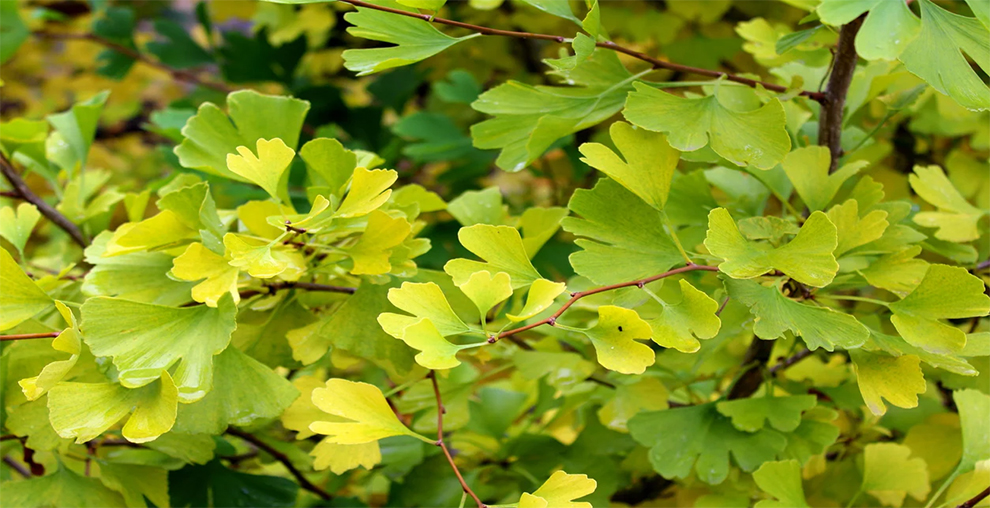 Magyar Ginkgo