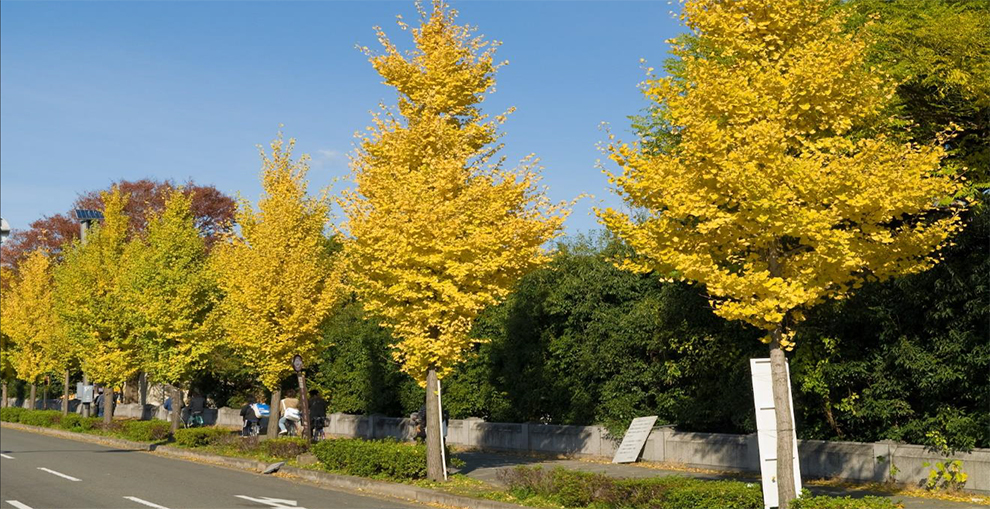 Magyar Ginkgo Growth Rate