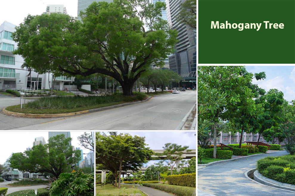 Mahogany Tree