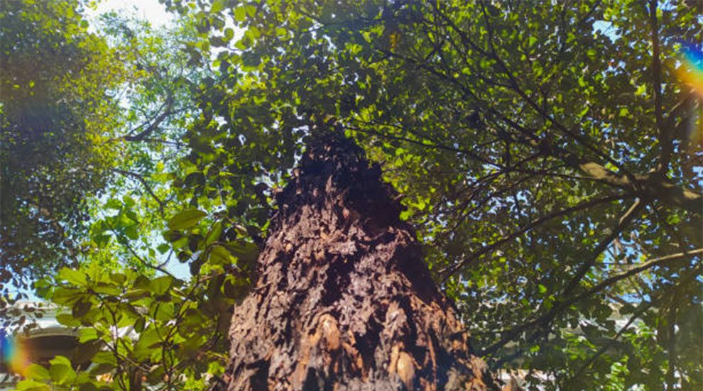 Mahogany Tree