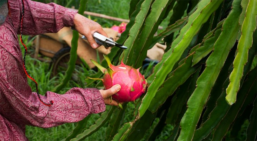 Make Dragon Fruit Grow Faster