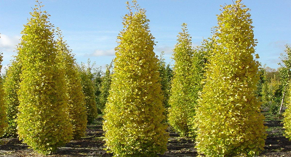 Menhir Ginkgo