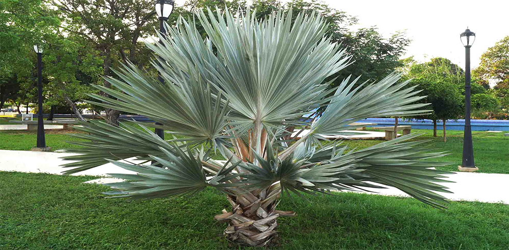 Mexican Blue Fan Palm