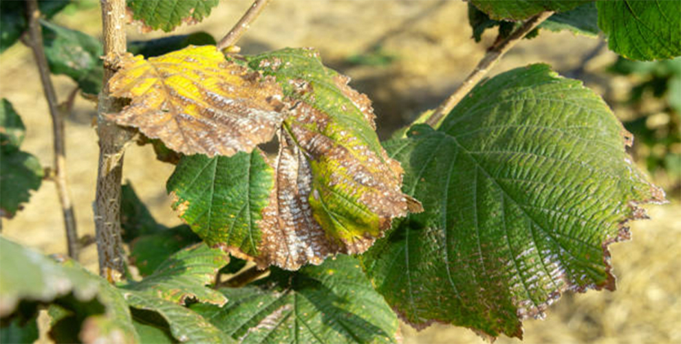 How Long Do Hazelnut Trees Live Complete Lifespan EmbraceGardening