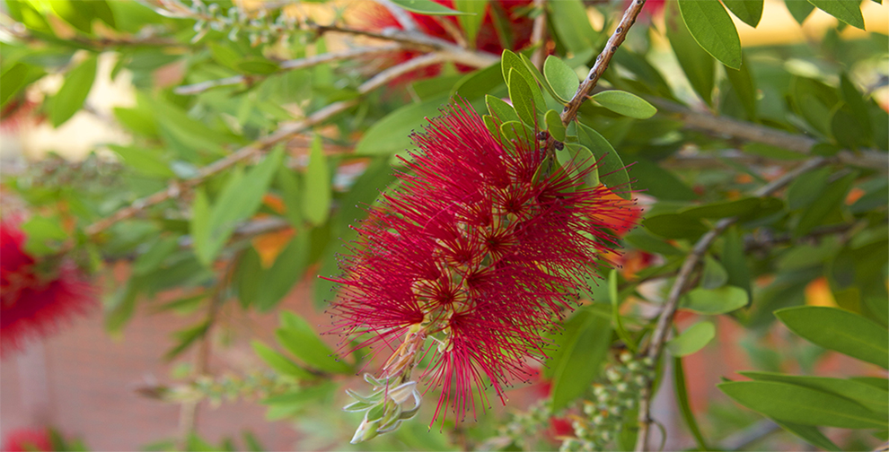 Needle Bottle Brush