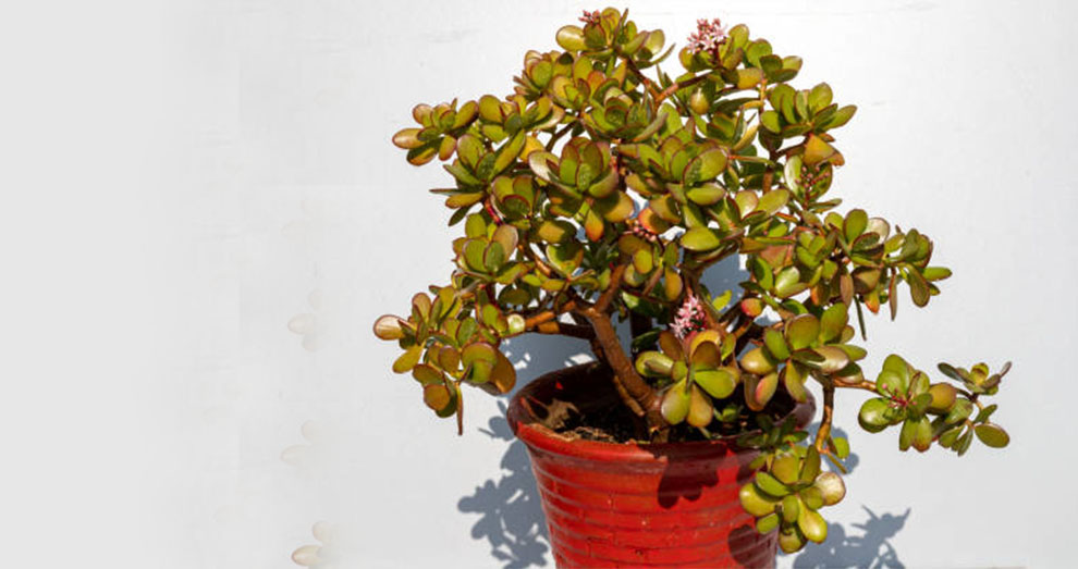 Old Jade Plant