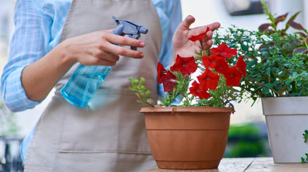 Oleander Care In Pots