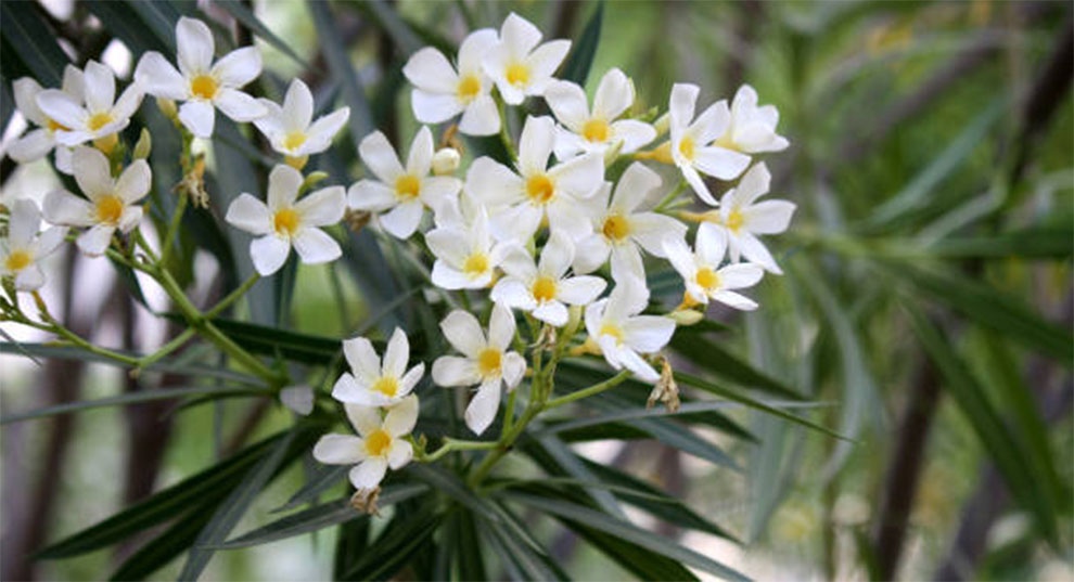 Oleander Flower