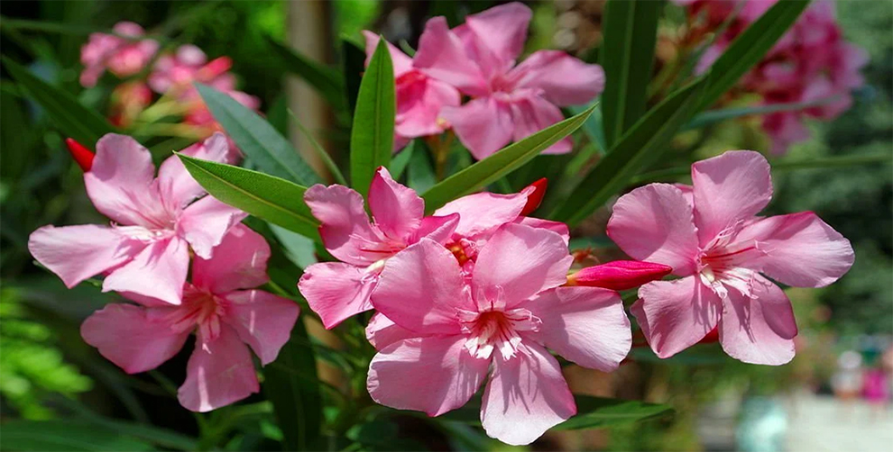 Oleander Plant Grow
