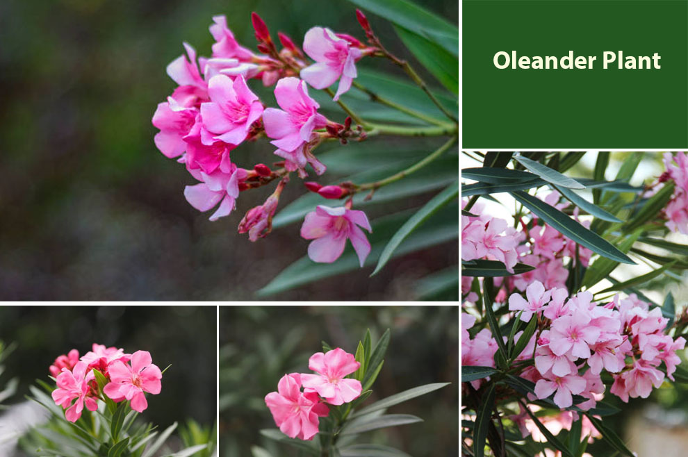 Oleander Plant