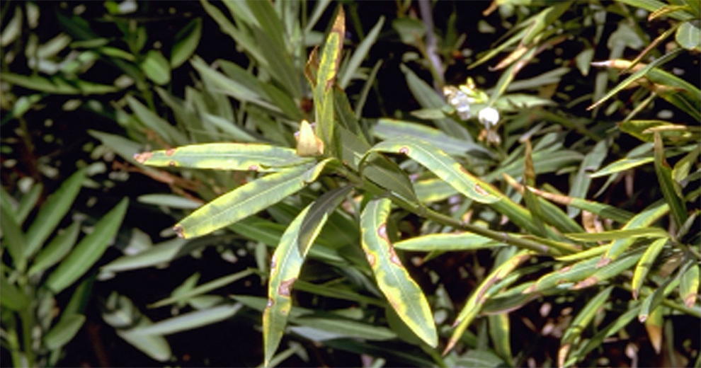 Oleander Problems and Their Solutions
