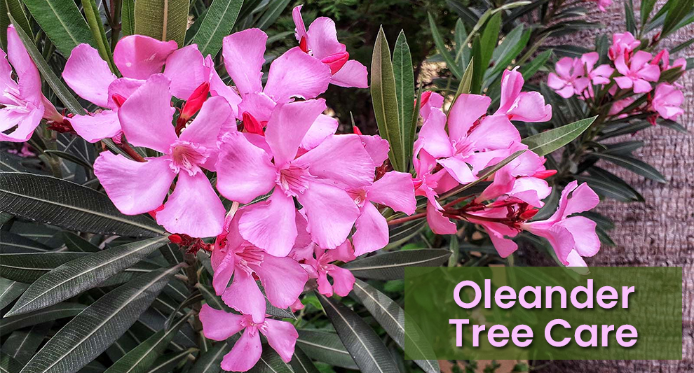 Oleander Tree Care 