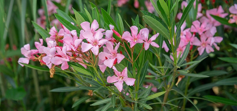 Oleander Tree Information and Identification