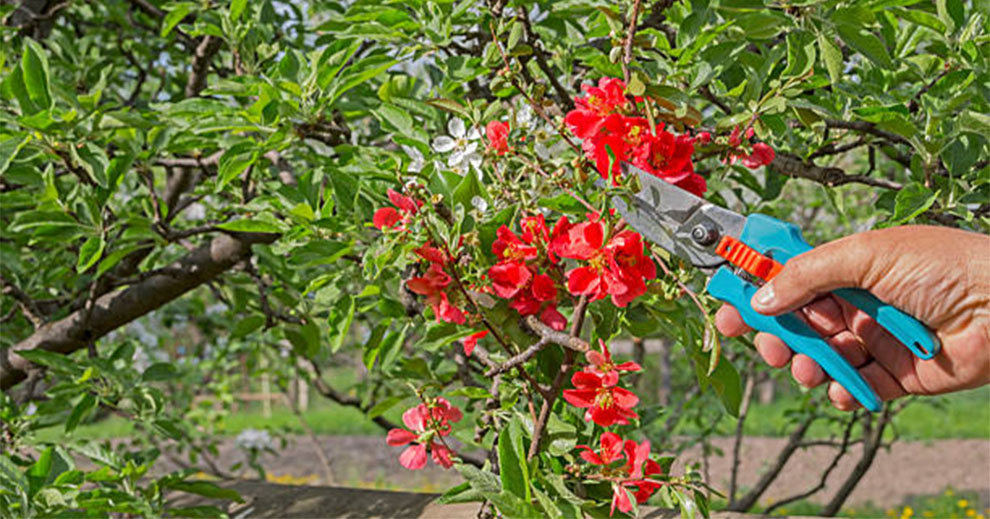 Oleanders Be Cut Back