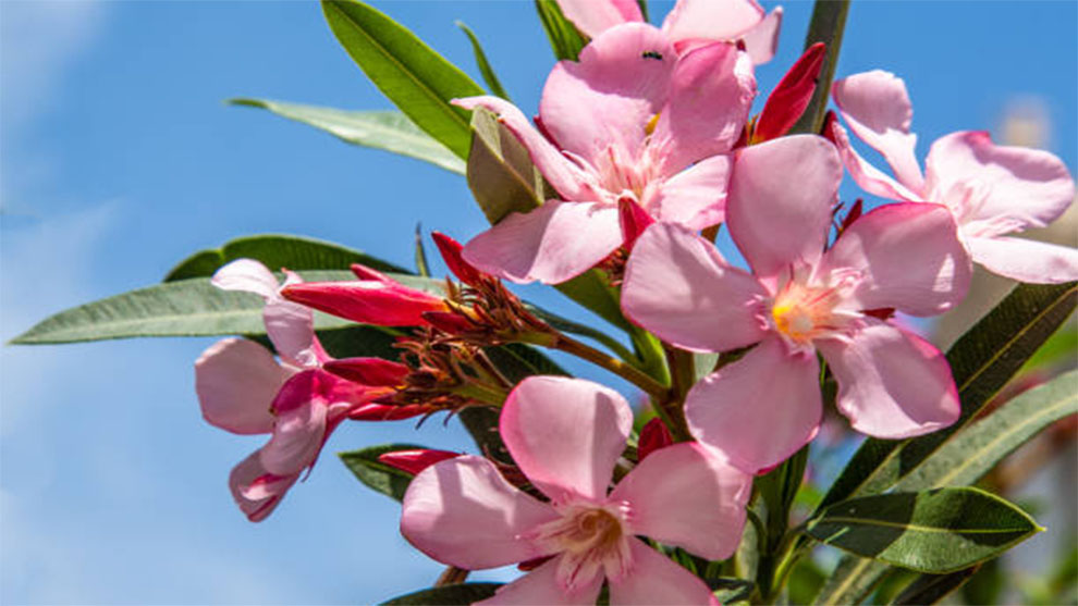 Oleanders Grow Faster