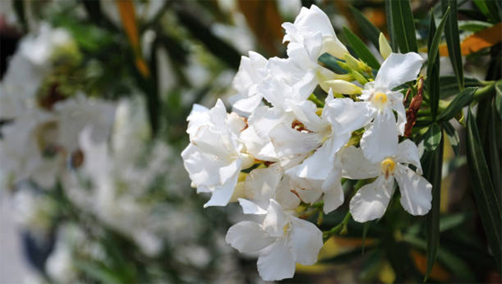 Oleanders Need Full Sun