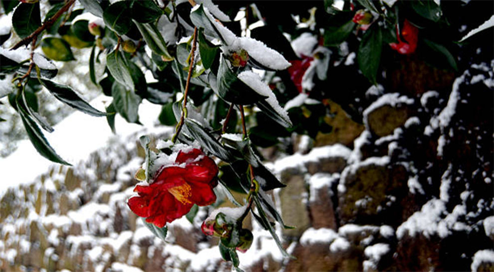 Oleanders Over The Winter