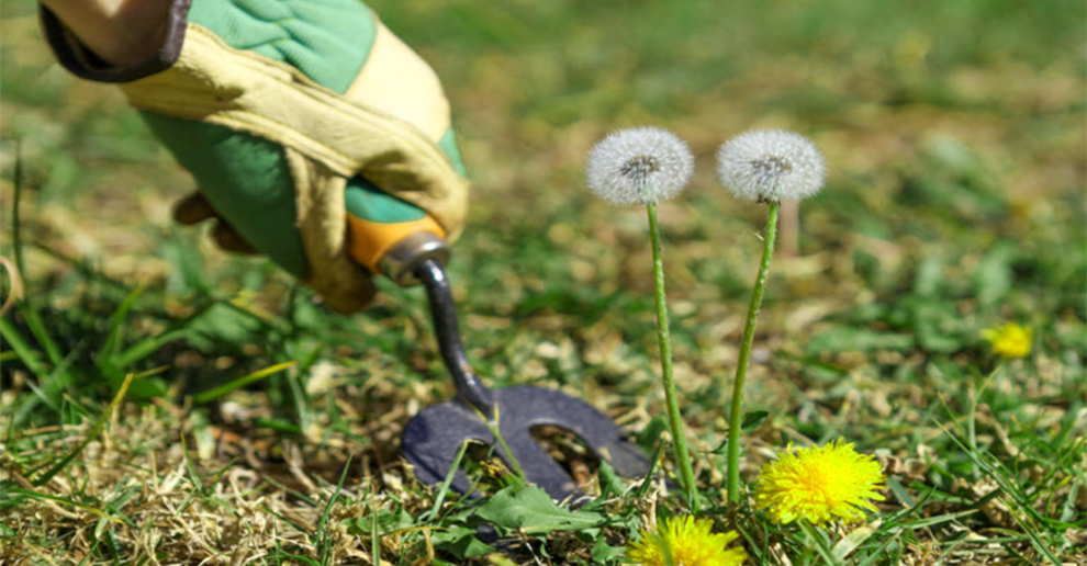 Other Ways To Get Rid Of Dandelions