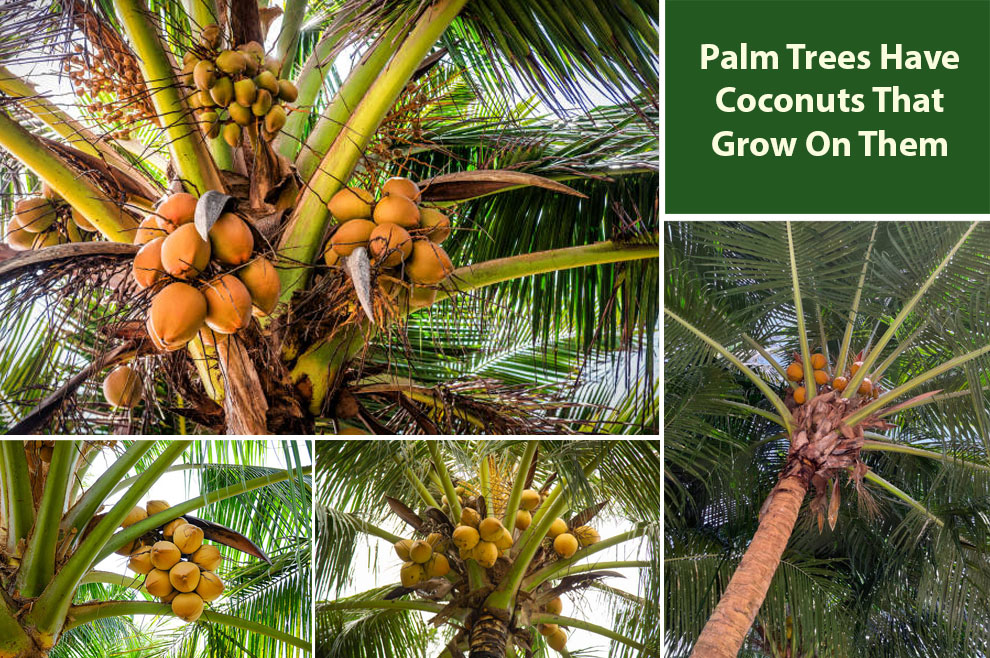 Palm Trees Have Coconuts That Grow On Them