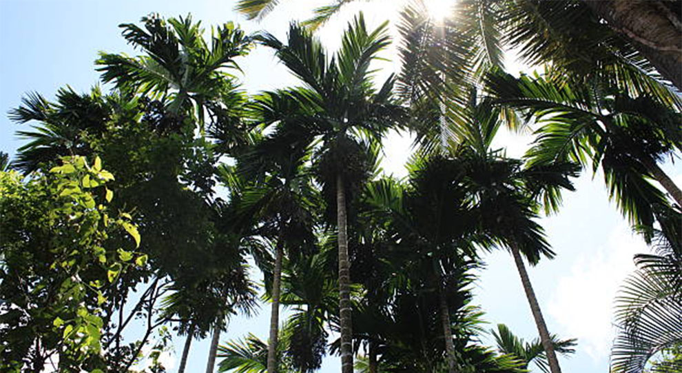 do-all-palm-trees-have-coconuts-that-grow-on-them-embracegardening