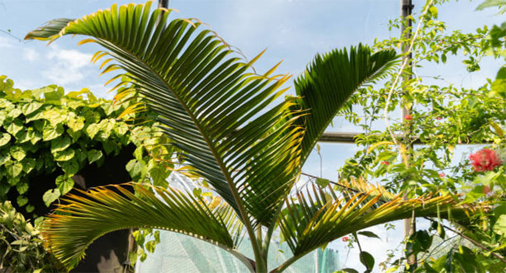 Palm Tree Varieties