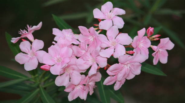 Petite Salmon Oleander