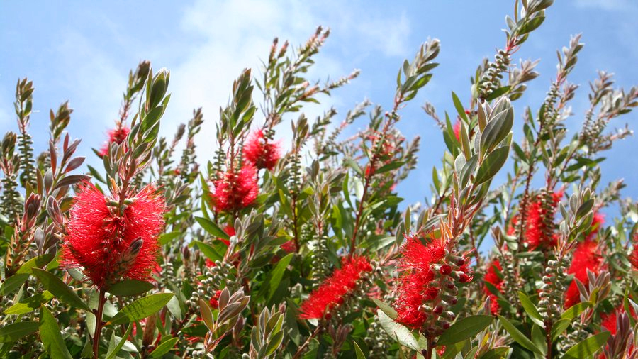 Plant Bottle Brush