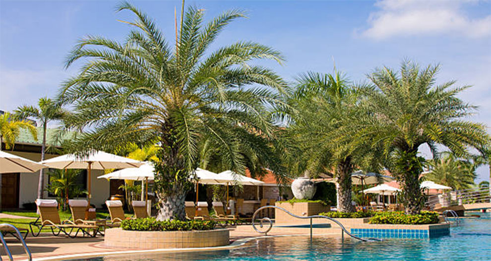 Plant Palm Trees Around A Pool