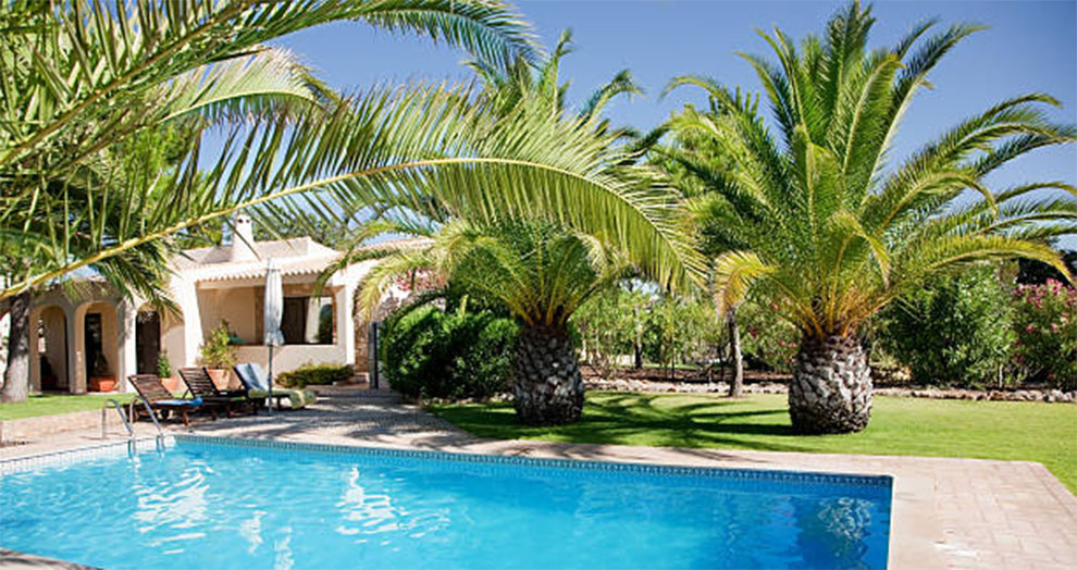 Planting Palms Around Pool Areas